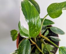 Philodendron White Princess Plant