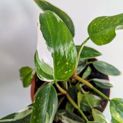 Philodendron White Princess Plant