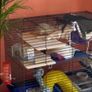 pet rats Image 5