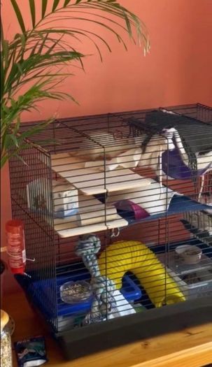 pet rats