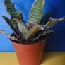 plants Image 4