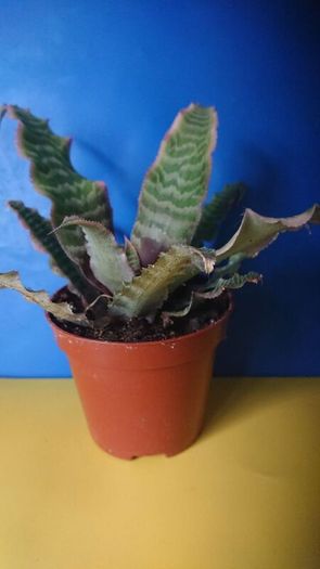plants