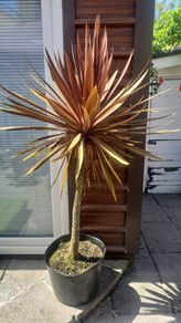 Palm Tree