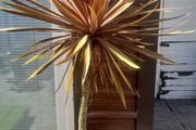 Palm Tree