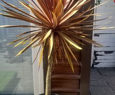 Palm Tree