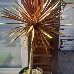 Palm Tree