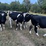 Bullocks Image 6