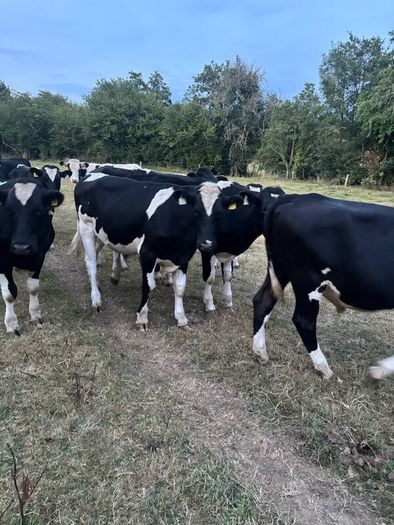 Bullocks