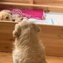 Whelping Box Image 5
