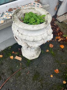 garden flower pot