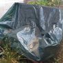 x2 Garden Chairs with cushions and cover Image 4