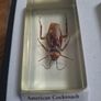 resin encased insects Image 7