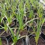 plants Image 4
