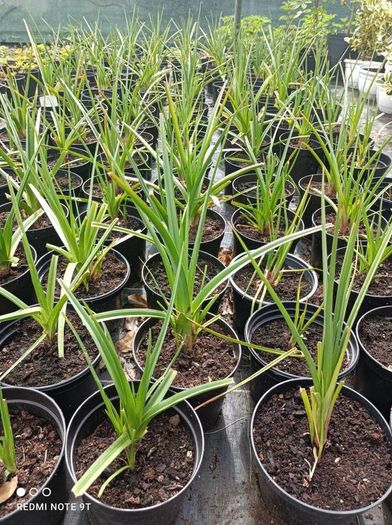 plants