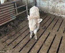 Calf