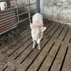 Calf