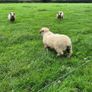 Dorset Rams Image 4