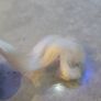 Baby Yoyo Newborn Ponies MLP G1 My Little Pony Image 3