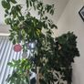 Plant Image 4