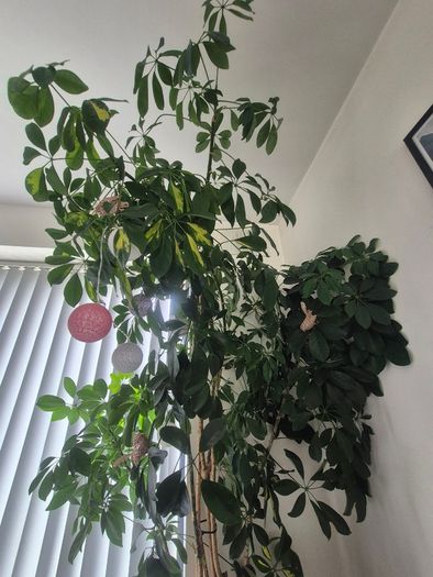 Plant