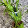Small house plant bundle + variegated Monstera Image 3