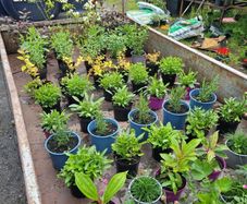 50 super flowering shrubs/plants