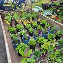 50 super flowering shrubs/plants