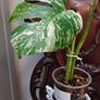 No.73 Monstera Albo Image 3
