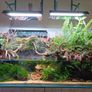 3x Moss portions (Aquatic plant) Image 3