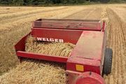 Square Bales Of Golden Barley Straw