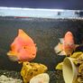 fish tanks Image 6