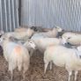 10 hoggets Image 2