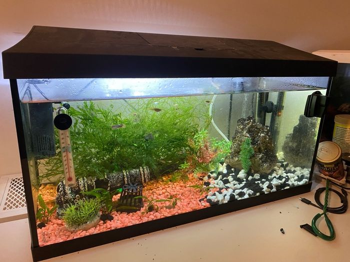 60L fish tank