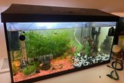 60L fish tank