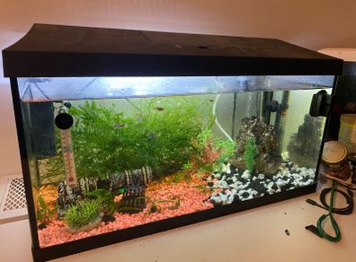 60L fish tank