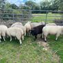 Ewe and Ram Lambs for sale Image 9