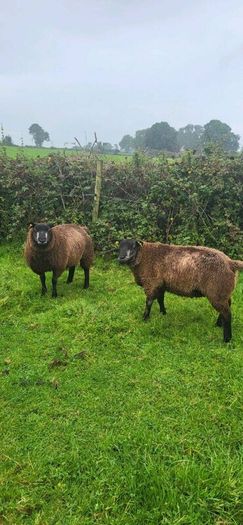 Blue Texel PBR Ram Lambs SIS elegible