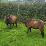 Blue Texel PBR Ram Lambs SIS elegible Image 4