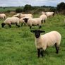 Hoggets Image 2