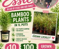 Bamboo for local bayside girl Essie.