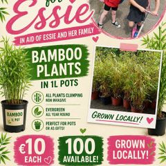 Bamboo for charity