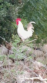 Roosters