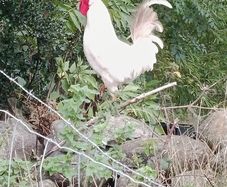 Roosters