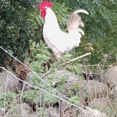 Roosters