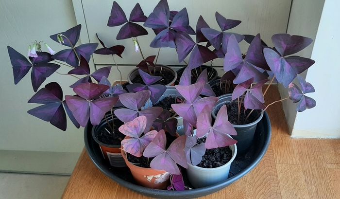 Oxalis Triangularis 'Purple Shamrock' bulbs