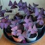 Oxalis Triangularis 'Purple Shamrock' bulbs Image 3