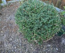 Evergreen plant