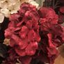 Velvet Hydrangeas Image 4