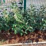 Elaeagnus Ebbengei - Coastal Hedging Image 4