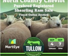 North Country Cheviot Rams